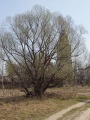 Миниатюра для версии от 16:26, 22 октября 2009