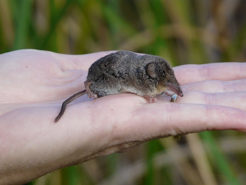 Файл:Sorex ornatus relictus.jpg