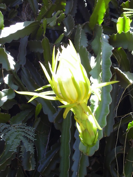 Файл:Starr 030702-0001 Hylocereus undatus.jpg
