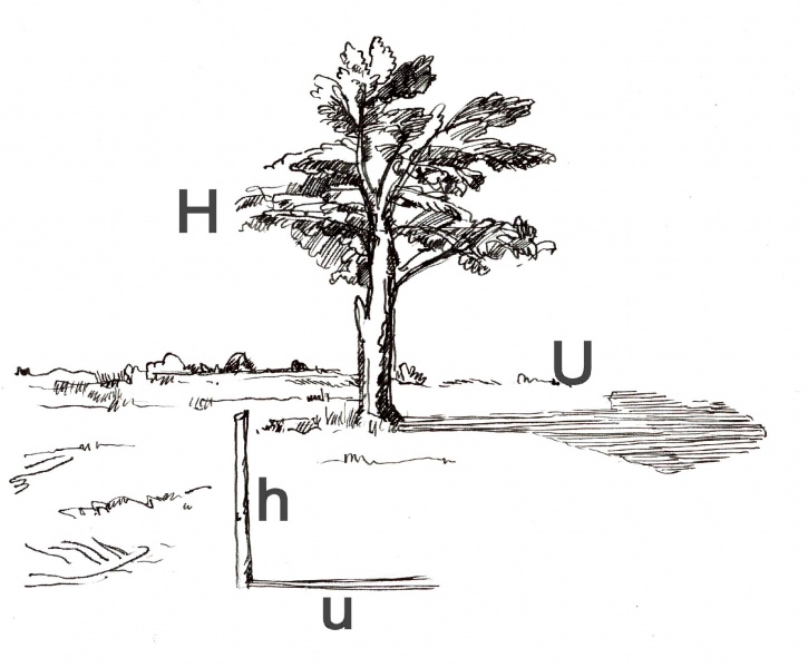 Файл:Tree height method3.jpg